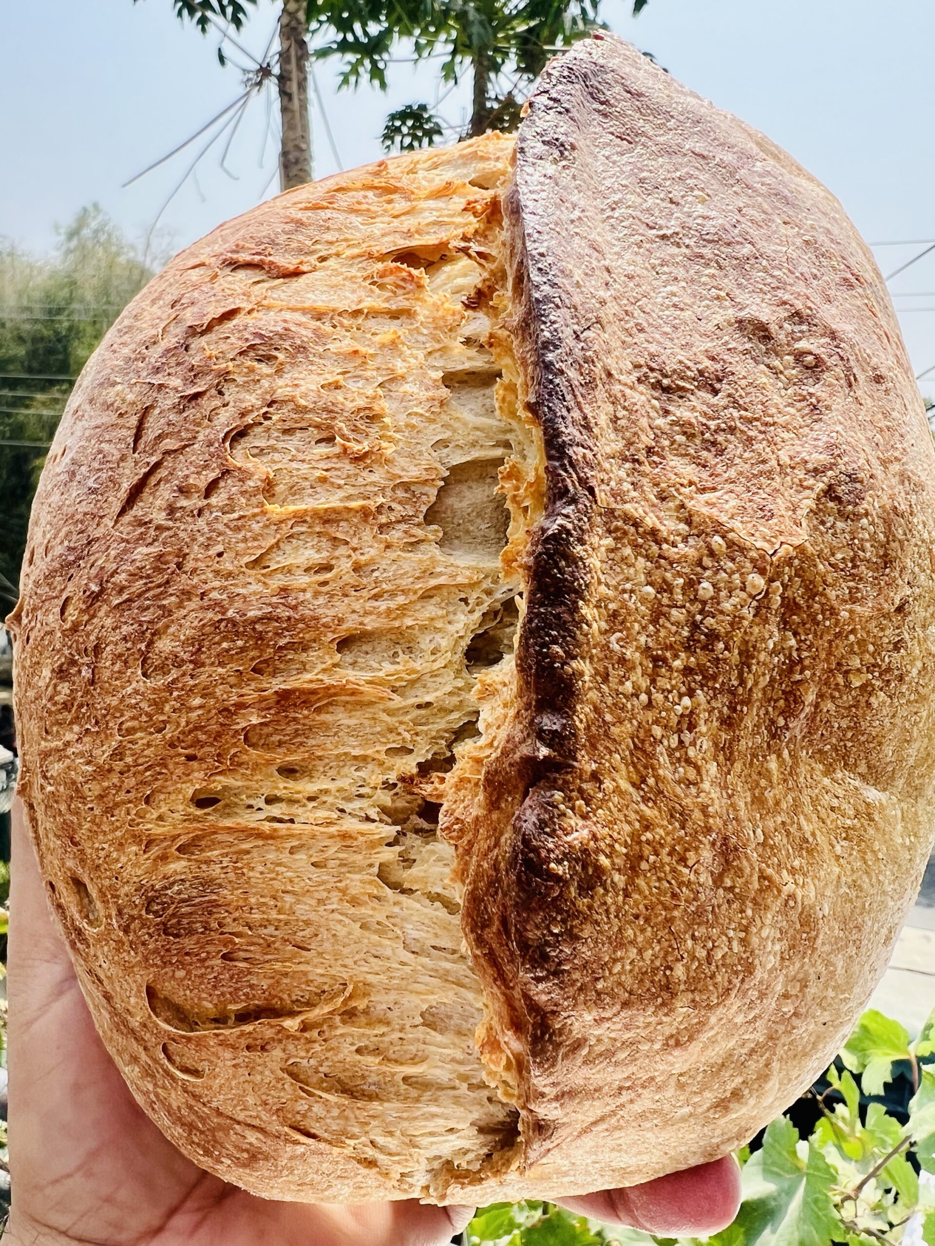 Whole Wheat Sourdough Bread
